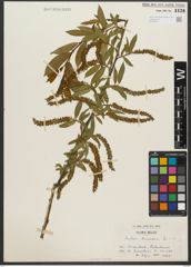 Foto von Salix triandra L.